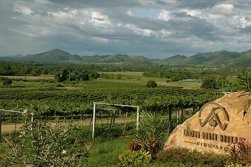 HUA HIN HILLS VINEYARD ATTRACTION DETAILS Tourists who favour wine should not miss to visit Hua Hin Hills Vineyard. It is the first and only one farm in Hua Hin district.