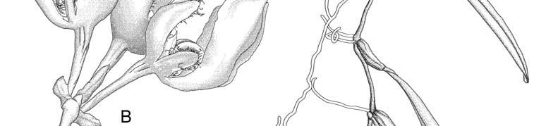 24 TAIWANIA Vol. 53, No. 1 Fig. 1. Bulbophyllum brevipedunculatum T.-C. Hsu & S.-W. Chung. A: Habit. B: Inflorescence. C: Dorsal sepal. D: Petal, ventral view. E: Lateral sepal. F: Lip, front view.
