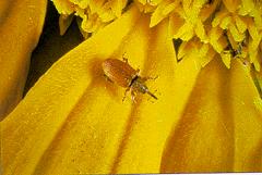 Red Sunflower Seed Weevil larva adult