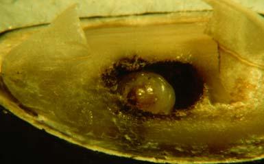 require pollen to mature eggs Oviposit