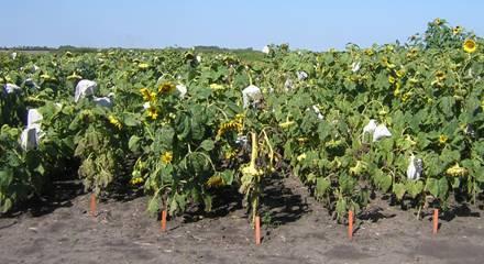 Challenges Evaluating Sunflower for Insect Resistance Variable insect population pressure Year to year densities often unpredictable Coordination of insect presence/attack & plant