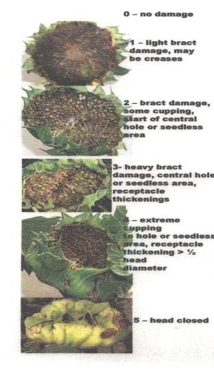 Sunflower Midge Damage Rating Bracken 1991 0 no damage 1 light bract damage
