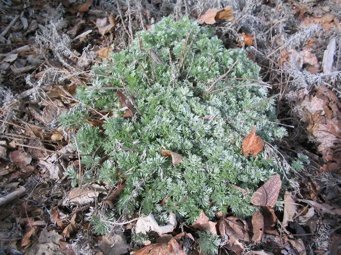 Wormwood Artemisia absinthim Wormwood has hairy, soft, gray leaves. There are many different types of Wormwood.