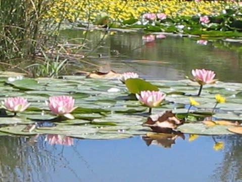 Hardy water lilies grow in our area. Water lilies are food for fish and other wildlife.