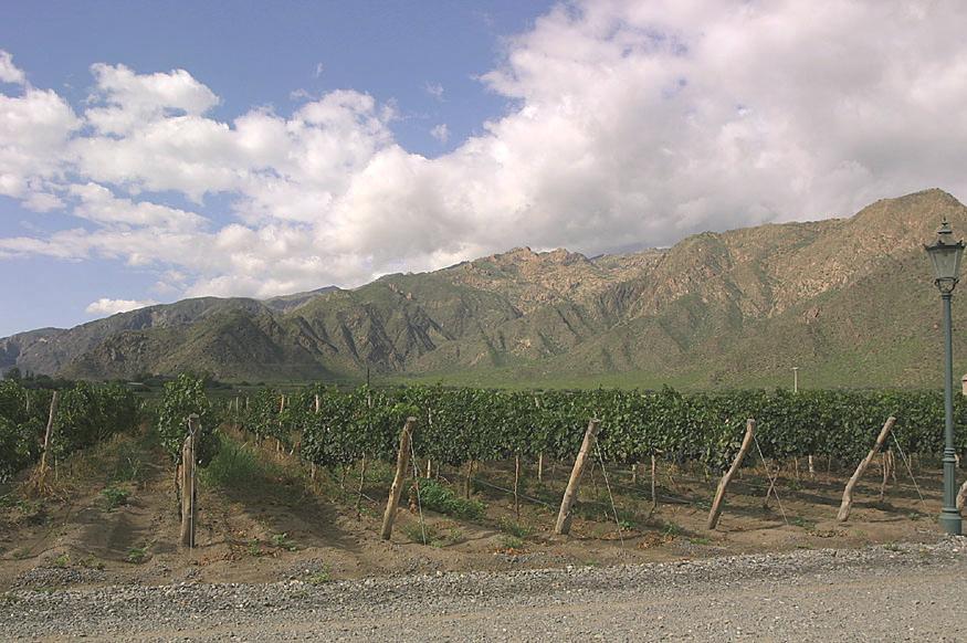VINEYARDS Surrounded by 360 hectares (88,958 acres) of vineyards cultivated in this exceptional environment, FINCA QUARA produces top quality grapes for the production of Premium wines.