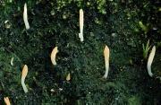 Multiclavula Saprobe on stems, leaves, wood and soil 21 21.