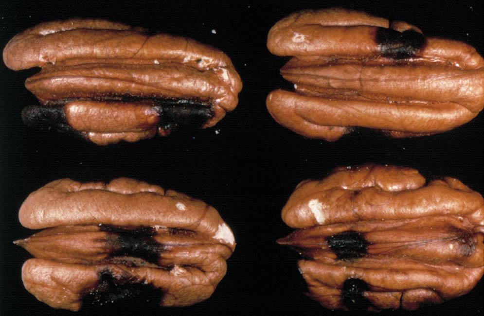 Figure 1. Kernal spot damage in pecan. Credits: W. L. Tedders Figure 3. The rice stink bug, Oebalus pugnax (F.). Figure 2. An adult brown stink bug, Euschistus servus (Say). Credits: W. L. Tedders sp.
