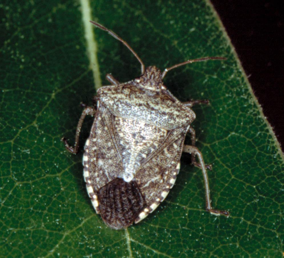 The brown marmorated stink bug, Halyomorpha halys Stål is a polyphagous invasive species that has recently become a major pest of fruit and vegetable crops in mid-atlantic states.