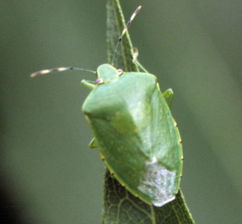 The green stink bug Acrosternum hilare (Say). Euschistus spp. are the most important stink bugs and Leptoglossus spp. are the most important leaffooted bugs infesting peach and nectarine.