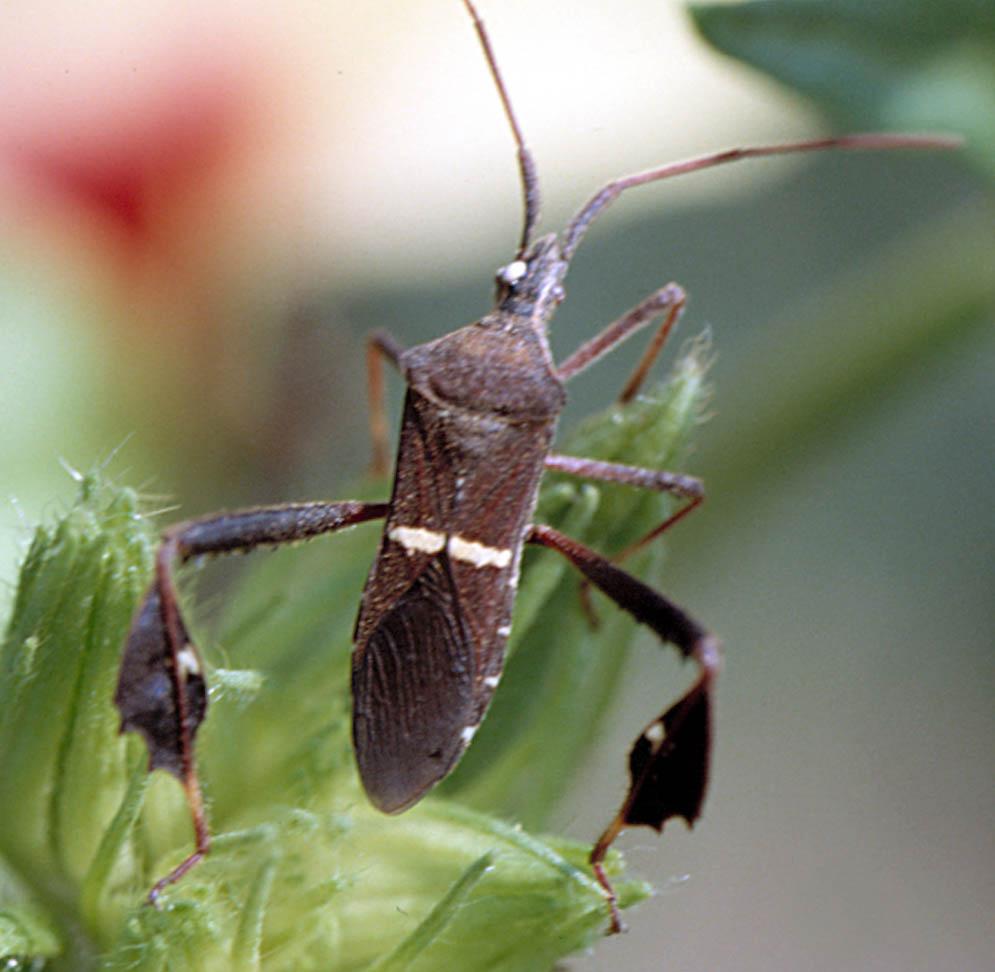 Signs of stink and leaffooted bug feeding consist of puncture wounds with droplets or rivulets of congealed saliva and fruit fluids (Fig. 9).