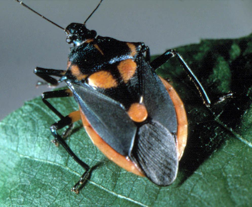 Males have a scoop-shaped structure on their posterier that the females do not have (Fig. 14). Female Euschistus spp. are also usually larger in size than males.
