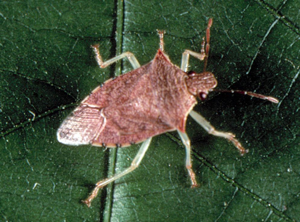 The green and the southern green stink bugs appear very similar to the naked eye. They can be distinquished using the scent glands located on each side of the second pair of legs.