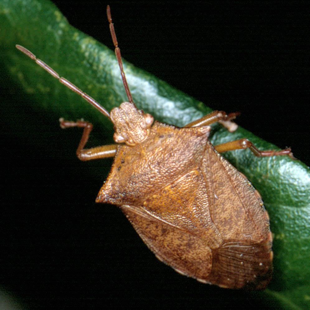 Stink bugs are difficult to control with insecticides. There are very few tools available to homeowners and organic growers.