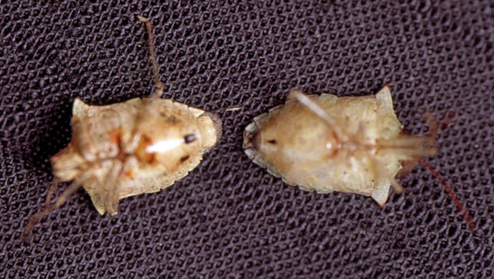 Todd. 1983. Hemipteran kernel damage of pecan. In Payne, J. A. (ed.). Pecan Pest Management - Are We There? MPEAAL 13:1 140. pp. 1 11. Figure 13.