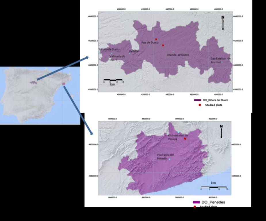 2 MATERIALS AND METHODS Study areas The analysis included information collected in two viticultural areas: Ribera del Duero and Penedès. Both areas have a long tradition in vine cultivation.