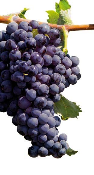 GRAPE JUICE / MUST All our juices are obtained from selecting the highest quality varieties of white and red grapes.