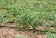 NATURAL SOURCES SECNA Group allows its customers to grow their