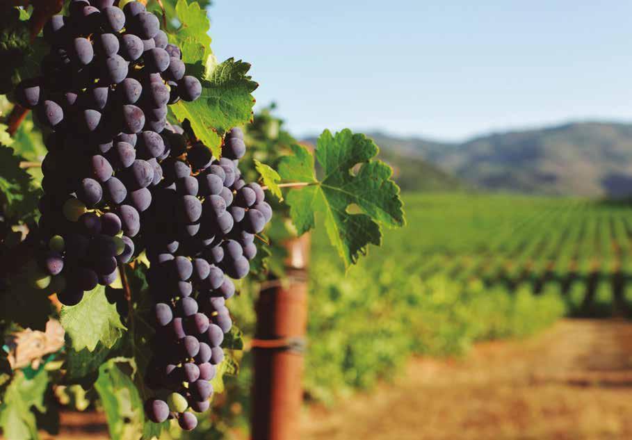 Grape Varieties 100% We offer a wide range of grape Varieties 100% juice with three different flavors: Cabernet, Syrah and Tempranillo for the most demanding palates.