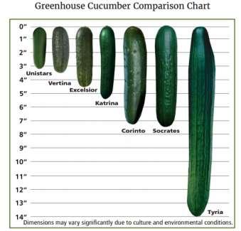 Cucumbers suitable for high tunnel production Parthenocarpic: Produce fruit without pollination.