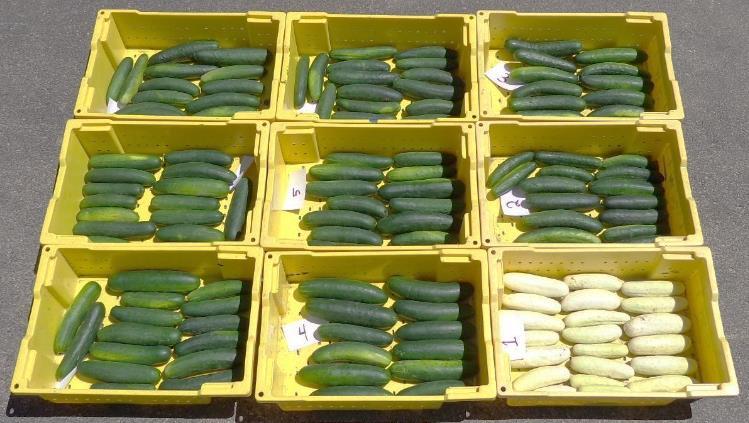 Figure 1. Number one fruit of nine slicing cucumbers grown at the Southwest Michigan Research and Extension Center in Benton Harbor, Michigan in 2017.