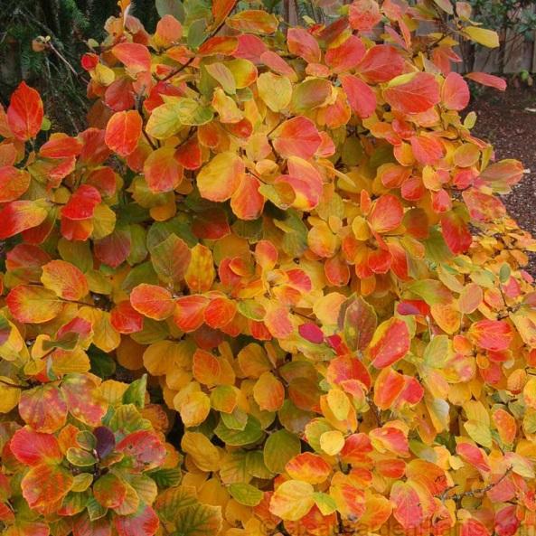 UCONNAM165 : Low Mound Hedger: wide; 1-2 tall, 2 wide; used as tall ground cover; red-orange fall color.