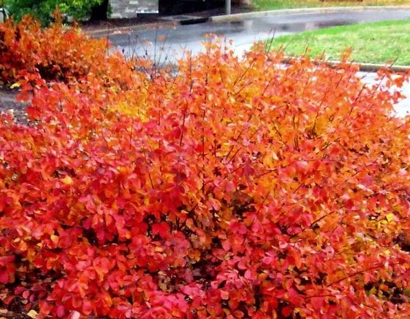 Rhus aromatic Gro-low : Gro-low fragrant sumac; native to WI;straight species grows 4-6 tall and 6-8 wide; gro-low only gets 2-3 tall and 6 wide; wide-spreading; tall groundcover; glosser, dark green