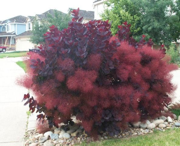 Alternative Shrubs: Listed below are ornamental deciduous and evergreen shrubs which can replace invasive and overused shrub species in urban areas, parks, lawns, and landscapes.