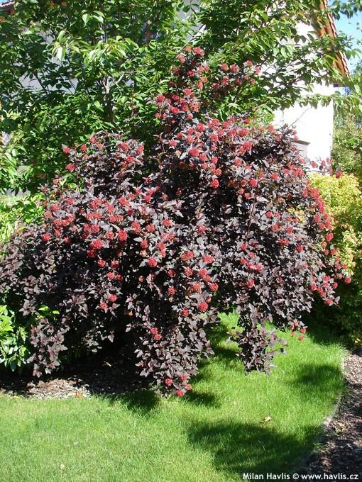 1) Shrubs with purple to red leaves: Instead of the invasive purple leaf Japanese barberry and its hybrids, use some of the below shrubs for color throughout the growing season.