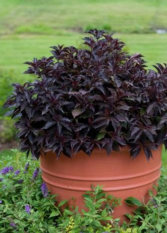 Weigela hybrids: 3-6 wide and tall; twiggy, dense to rounded form; showy, tubular flowers in late spring, easy to grow and adaptable to most soils and ph; drought tolerant; intolerant to wet soils