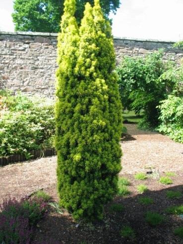 Taxus media: Anglo-Japanese yew; soft, flat, dark evergreen leaves can be sheared into formal hedge; dioecious; choose male cultivars to avoid poisonous fruit, requires a sandy loam, well-drained