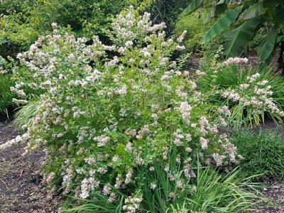 3) Shrubs with showy, fragrant flowers: Instead of using invasive shrub honeysuckles (Lonicera bella, L. maackii, L. morrowii, L. tatarica), choose these plants for spring or summer, fragrant flowers.