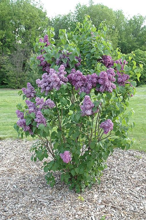 Syringa spp.: (Lilacs) Thousands of species and cultivars available; most grow very large in the landscape; full sun only; requires well-drained soil; all are resistant to Japanese beetles.