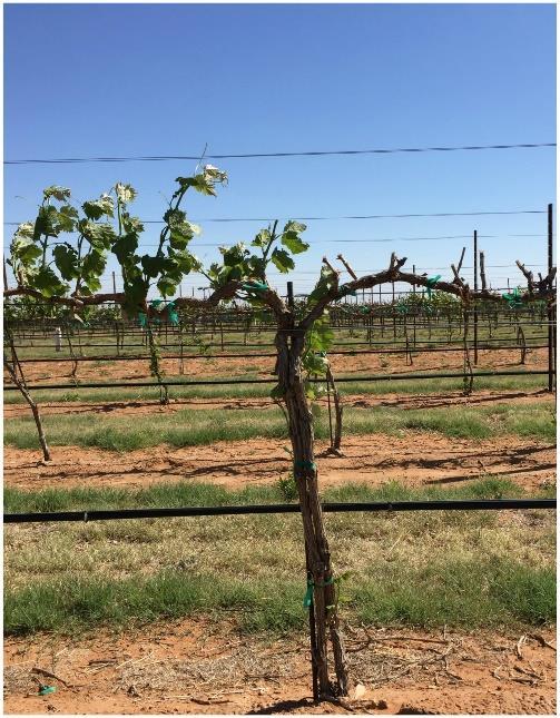 - In sites where trunk injury is expected, hilling-up soil over graft unions can protect scion buds for reestablishing trunks following a cold event that damages buds.