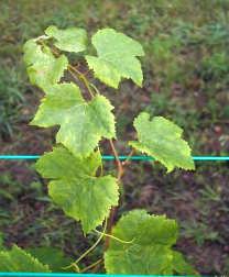 of Horticulture, Michigan State University Can have multiple generations per season Causes stunted vine growth, yellowing, and leaf cupping Michigan Grape and WineIndustry Council National Grape
