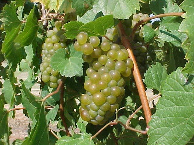 High Quality Hybrids Vignoles (also called Ravat 51) Cold hardy Moderate