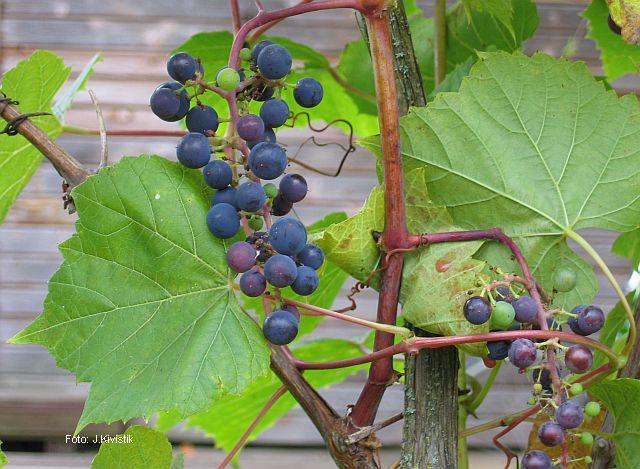 Important Species Vitis riparia Riverbank grape Cultivars: Beta, Clinton, Baco Noir, Marechal Foch, C3309, 5BB, SO4