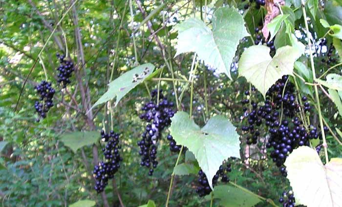 Important Species Vitis aestivalis Summer grape Cultivars: Cynthiana ( Norton ), Lenoir, Herbemont