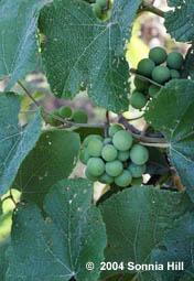 Important Species Vitis lincecumii Post oak grape Cultivars: Bailey, Beacon, Ellen Scott, Marguerite Medium to