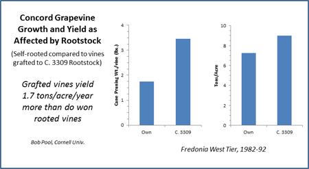 The figure above illustrates the effect of phylloxera resistance on vine size and productivity of non-divided Concord grapevines growing at the Vineyard Laboratory in Fredonia, NY.