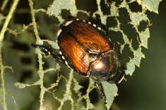 In the early to mid-2000's, severe outbreaks in Nebraska were observed, and Japanese beetles are now an established pest in southeastern Nebraska, especially in parts of northern Omaha and southeast