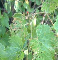 Japanese beetles are gregarious feeders that are known to feed on the foliage and fruit of nearly 300 species of landscape plants, including grapes.