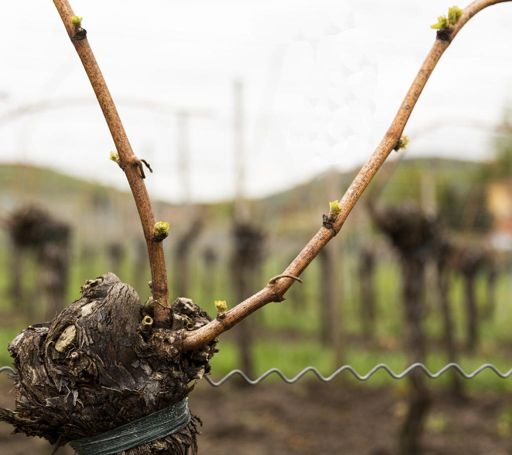 Feature Photo courtesy of istockphoto/backyard Production soils, and some have a degree of salinity tolerance. Rootstocks can also be used to control vigor the propensity of the vine to grow.