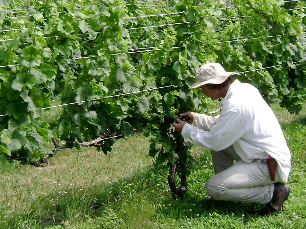 Other regions present different challenges for grape growers than those seen in California.