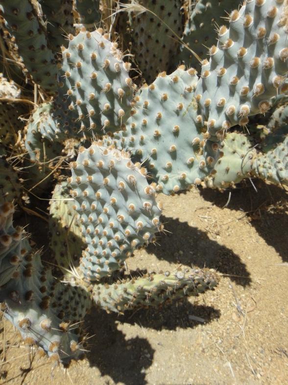 Bakersfield cactus (Opuntia basilaris var. treleasei) is a perennial stem succulent in the cactus family (Cactaceae) (Jepson Flora Project 2011; CNPS 2011).
