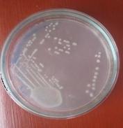 characteristics of Isolated Coliforms Organism E.coli Klebsiella spp.