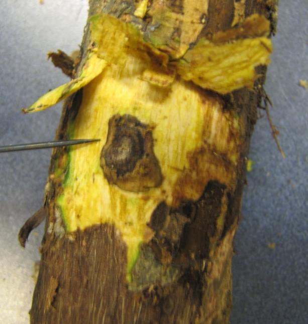 Ohio CD ree Study, 2015 Number of cankers 160 140 120 100 80 60 40 GM-like Eliptical Long narrow Buprestid Weevil Branches 20 0 160 140