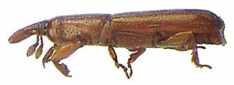 Pityophthorus