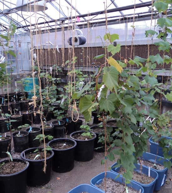 Greenhouse offers possibility of year around breeding Current collection of potted vines at NDSU is over 100 varieties and growing.