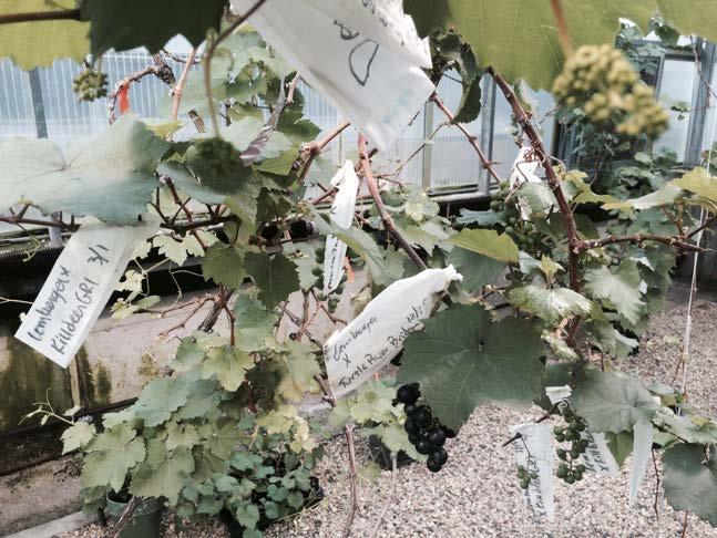 Year around crossing Greenhouse offers possibility of year around breeding Current collection of vines growing in the ground at NDSU is? varieties.