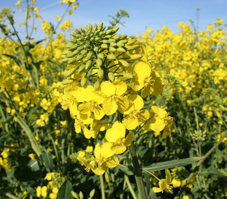 EM 8955 Revised December 2014 Canola R. Karow History Rapeseed and canola are closely related members of the mustard family (Brassicaceae) that are both grown as oilseed crops.
